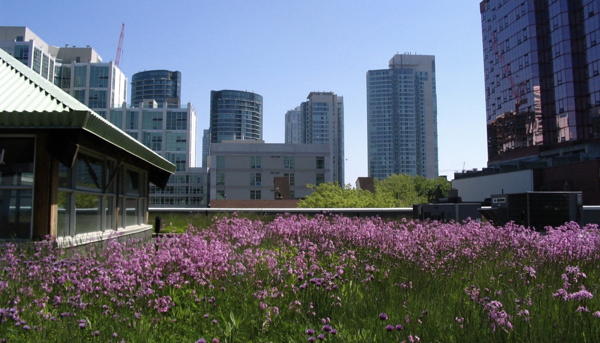 Soluciones basadas en la naturaleza para la ciudad